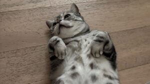 ヒョソプの飼い猫 バウル メス