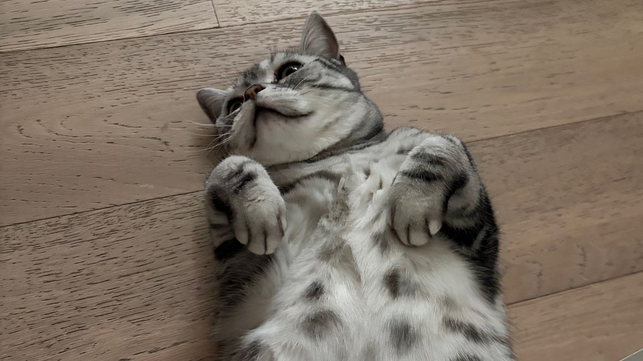 ヒョソプの飼い猫 バウル メス